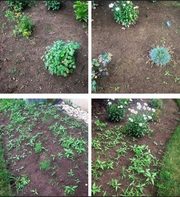Commercial Landscape Tip PreEmergent Weed Control for Landscape Beds